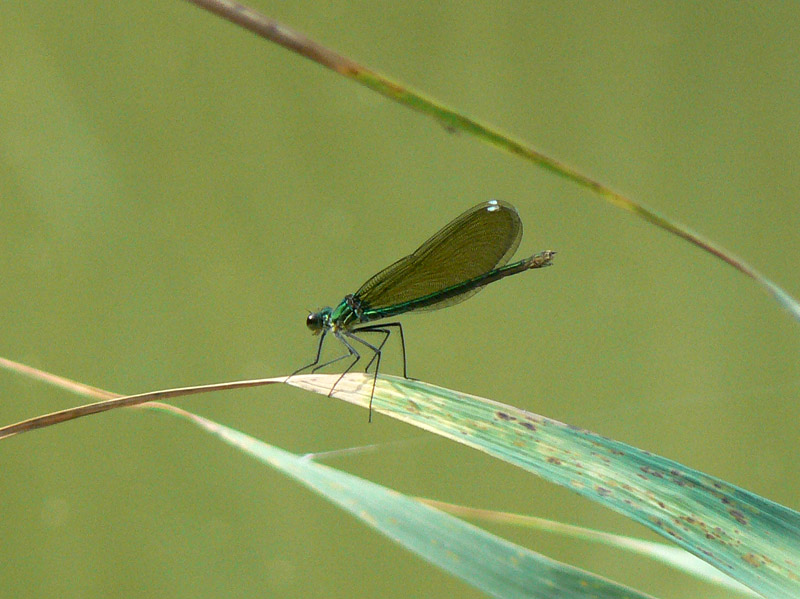 Calopteryx splendens?